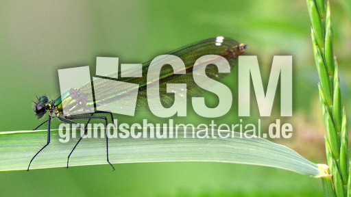 Gebänderte Prachtlibelle - Weibchen (3).jpg